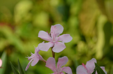 purple flowers in the garden