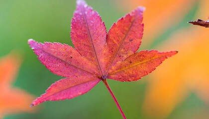Vibrant fall maple leaf close-up