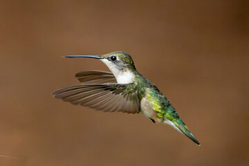 hummingbird in flight