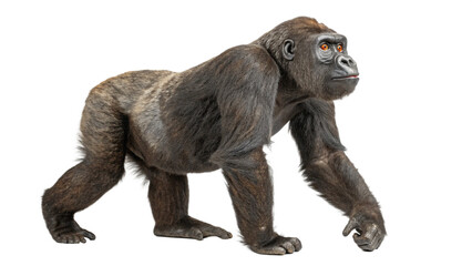 Obraz premium Extinct animal Cross river gorilla isolated on white or transparent background