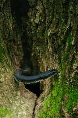 Snake in a tree