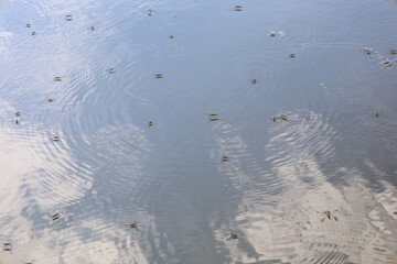 Water striders glide across a smooth water surface, leaving behind subtle ripples. The sky and clouds reflected on the water create a mirrored effect. This scene captures a calm yet active interaction