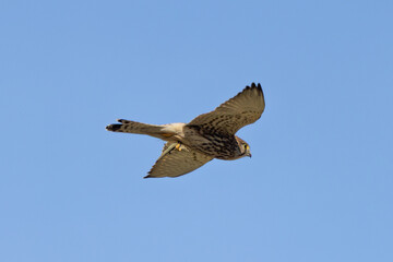 Kestrel (Falco tinnunculus) widespread bird of prey found across Europe Asia and North Africa in open habitats