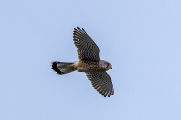 Kestrel (Falco tinnunculus) widespread bird of prey found across Europe Asia and North Africa in open habitats