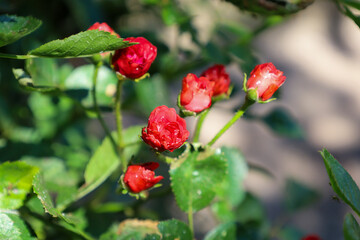 The photo shows a close-up of red rosebuds and blooming flowers with small water droplets on the petals. The image conveys the freshness, tenderness, and beauty of plants blooming in the sunlight.