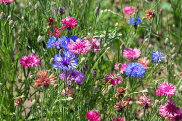 A sprawling meadow dotted with colorful cornflowers and other wildflowers swaying in the breeze. This scene captures the atmosphere of summer, natural beauty, and the diversity of the plant world.