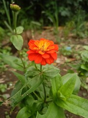 Vibrant Orange Zinnia Flower Blooming in Lush Green Garden Surrounded by Foliage
