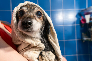 Wet dog wrapped in a towel after bath. Aging dog wrapped in towel after bath capturing quiet dignity vulnerability and the bond between humans and their loyal companions.