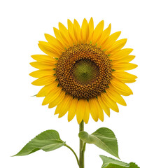 Obraz premium Vibrant sunflower bloom full face view with green stem and leaves against a solid background transparent background