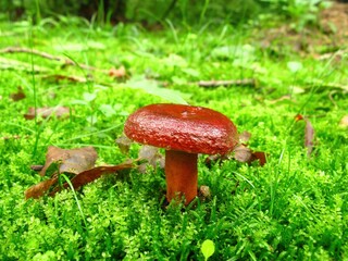 Lactarius volemus (Baejeotbeoseot), an edible mushroom with brown-orange cap and white latex, known for squid-like odor. Photographed in Korea.