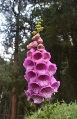 Foxglove © Rita