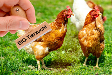 Vor dem Portrait freilaufender Hühner auf der Wiese wird ein Holzstempel gehalten mit der...