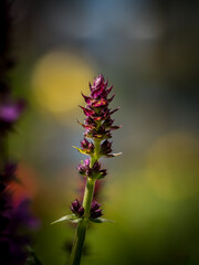 vibrant purple blooms