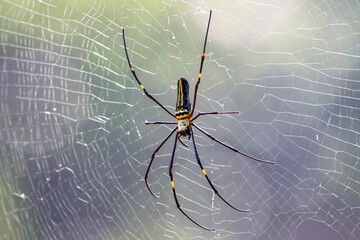 The Giant Golden Orb Weaver, known for its striking golden silk and large size, spins intricate webs in forests and gardens, showcasing nature’s artistry and playing a vital role in the ecosystem.