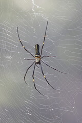 The Giant Golden Orb Weaver, known for its striking golden silk and large size, spins intricate webs in forests and gardens, showcasing nature’s artistry and playing a vital role in the ecosystem.