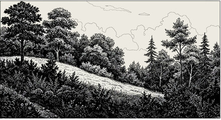 forest landscape illustration a serene forest landscape illustration with sunlight on a grassy hill perfect for nature blogs promoting outdoor activities and scenic wallpapers.