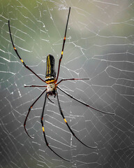 The Giant Golden Orb Weaver, known for its striking golden silk and large size, spins intricate webs in forests and gardens, showcasing nature’s artistry and playing a vital role in the ecosystem.