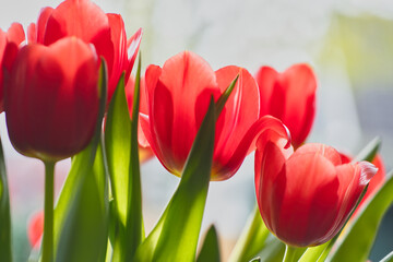 Fresh red in full bloom tulips close up photo with a bright background