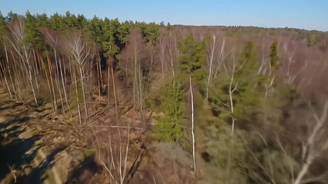 Forest clearing aerial view