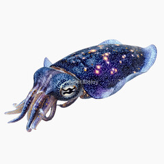 Fototapeta premium Celestial Squid A Stunning Digital Illustration