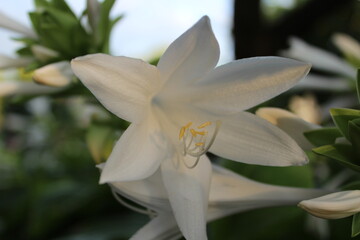 Delicate White Hosta Flower in Bloom, Close-up View