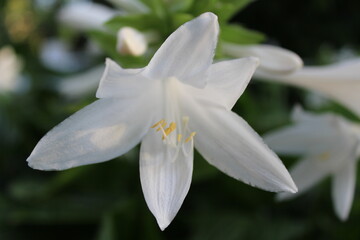 Delicate White Hosta Flower in Bloom, Close-up View