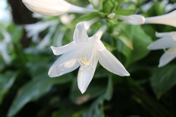 Delicate White Hosta Flower in Bloom, Close-up View
