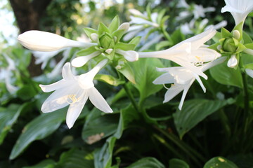 Obraz premium Delicate White Hosta Flower in Bloom, Close-up View