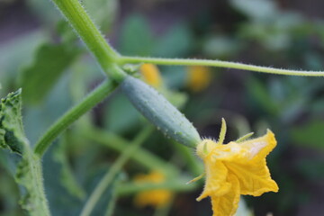 Fresh cucumbers growing in the garden, with yellow flowers and detailed leaves