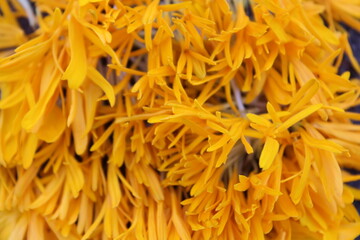 background of bright yellow marigold petals