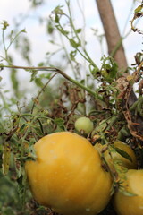 Ripening of green tomatoes on the bed close-up
