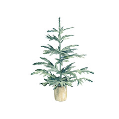 Spruce hand drawn with watercolor and isolated on white background. Christmas tree illustration. Element for holiday decor design, New Year and Christmas cards