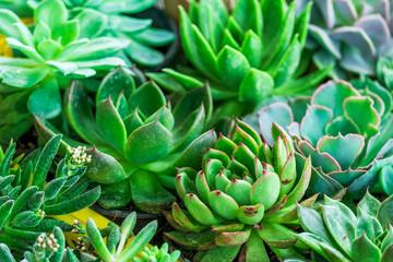 Obraz premium A bunch of green plants with one of them having a red flower