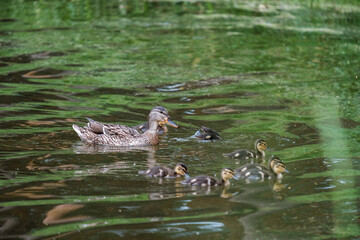 A mother duck and her ducklings are swimming in a pond