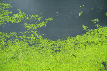 pond waterlogging, the water surface is covered with duckweed