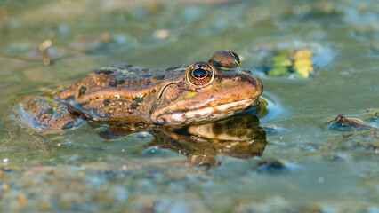 frog in water