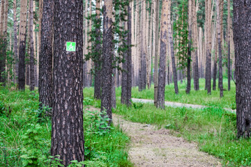 Naklejka premium A green sign is on a tree in a forest