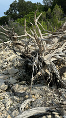 Weathered driftwood on rocky shoreline amidst greenery for nature art, eco-tourism, outdoor decor concepts