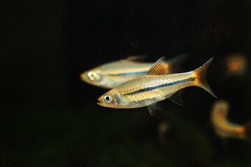 Blue line Rasbora (Rasbora sarawakensis)
