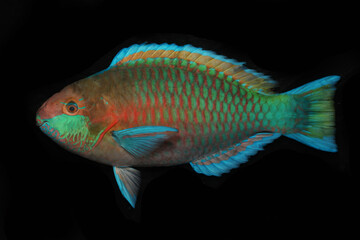 Quoy's or Greenblotch Parrotfish (Scarus quoyi)