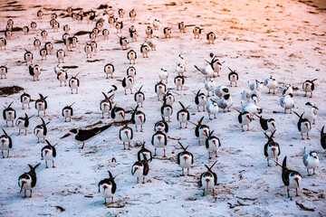 Fototapeta premium oystercatchers seabirds on a beach