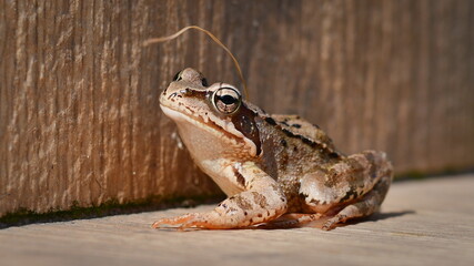 Common Frog (Rana temporaria) resting on wooden surface, widespread species in the Czech Republic.