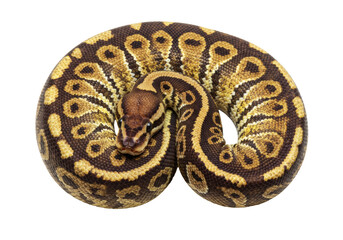 Obraz premium A vibrant royal python coiled abstractly, head resting, intricate brown, black, beige-yellow scales in sharp focus, white studio background. Concept of precision and strategic problem-solving