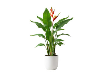 Perfectly isolated Heliconia plant with lush green leaves and vibrant red flowers in a modern matte white pot on a transparent background with soft studio light. Concept of exotic elegance