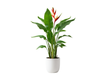 Perfectly isolated Heliconia plant with lush green leaves and vibrant red flowers in a modern matte white pot on a transparent background with soft studio light. Concept of exotic elegance