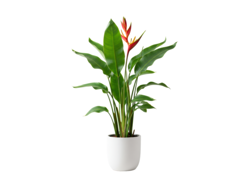 Perfectly isolated Heliconia plant with lush green leaves and vibrant red flowers in a modern matte white pot on a transparent background with soft studio light. Concept of exotic elegance - Powered by Adobe