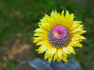 Künstlicher Sonnenblume mit lustigem kleinen Hut, als Sonnenhut 