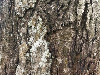 Detailed close-up of weathered tree bark with natural cracks, earthy brown tones, and rugged texture. Perfect organic background for eco-friendly, rustic, or forest-inspired design concepts