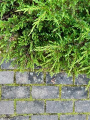 Natural pine and thuja branches scattered on rustic cobblestone surface 
