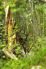 Mossy trees on a forest slope with lush green plants and wet soil, natural woodland background.